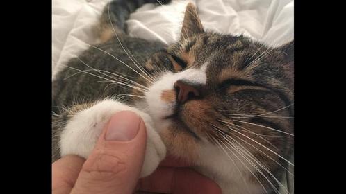 Kater Europese korthaar 9 jaar, Dieren en Toebehoren, Katten en Kittens | Dekkaters, 6 jaar of ouder