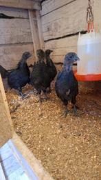 Ayam cemani, Dieren en Toebehoren, Meerdere dieren, Kip