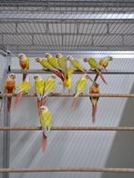Gevraagd pyrrhura molinea lutino,cremino,fallow en meer, Dieren en Toebehoren, Meerdere dieren, Parkiet, Geringd