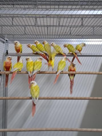 Gevraagd pyrrhura molinea lutino,cremino,fallow en meer beschikbaar voor biedingen