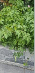 Cherry tomaten planten, Ophalen, Overige soorten, Minder dan 100 cm