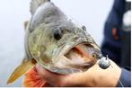 Jig lood Loodkop  3- 40 gram, Ophalen of Verzenden, Nieuw, Dobber of Lood