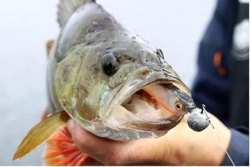 Jig lood Loodkop  3- 40 gram  beschikbaar voor biedingen