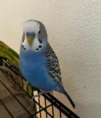 2 young Parakeets for sale, Dieren en Toebehoren, Vogels | Parkieten en Papegaaien, Mannelijk, Parkiet, Tam