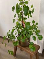 Pannenkoek plant, Ophalen, Halfschaduw, Minder dan 100 cm