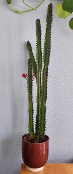 Cactus, Huis en Inrichting, Ophalen