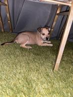 Labrador x mechelse herder pups LAATSTE, 8 tot 15 weken, Labrador retriever, Meerdere dieren, Eén hond