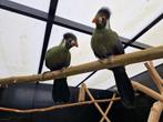 Witwang toerako's | Tauraco leucotis | poppen met dna, Vrouwelijk, Geringd