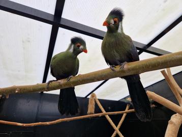 Witwang toerako's | Tauraco leucotis | poppen met dna beschikbaar voor biedingen