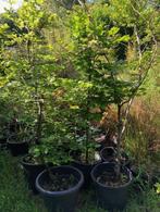 Beukenhaag , diverse kuipen . nu in wintertooi, Ophalen, Beukenhaag, Haag, 100 tot 250 cm