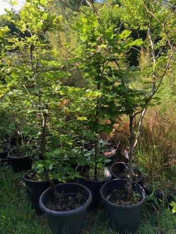 Beukenhaag , diverse kuipen . nu in wintertooi beschikbaar voor biedingen