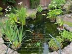 Vijverplanten te koop, Ophalen, Nieuw, Overige typen