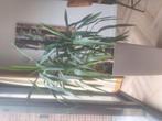 Yucca Elephantipes, Ophalen, Halfschaduw, 100 tot 150 cm