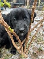 Kruising Bernsky x Flatcoated retriever pups, 8 tot 15 weken, Groot, Meerdere, Meerdere dieren