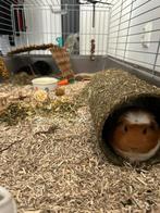 Cavias, Dieren en Toebehoren, Knaagdieren, Januari, Vrouwelijk, Cavia