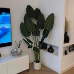 KUNST Strelitzia Nicolai - Paradijsvogelplant, Overige soorten, In pot, 150 tot 200 cm, Groene kamerplant