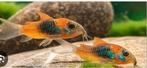 Corydoras Venezuela Orange €2 p/st bij afname 10x, Dieren en Toebehoren, Vissen | Aquariumvissen, Vis, Zoetwatervis, Schoolvis