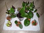 Gewoortelde hoya stekjes pakket 10x voor €25!, Huis en Inrichting, Kamerplanten, Ophalen of Verzenden, Halfschaduw, Minder dan 100 cm