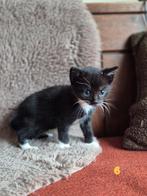 Super sociale kittens mix europese korthaar, Dieren en Toebehoren, Katten en Kittens | Raskatten | Korthaar, Meerdere dieren, Ontwormd