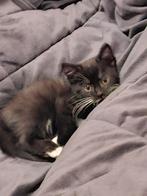 Katertje, Kater