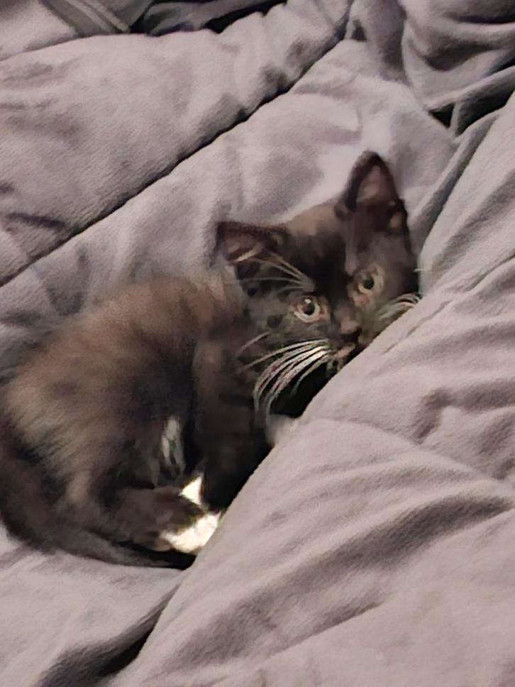 Katertje, Dieren en Toebehoren, Katten en Kittens | Raskatten | Korthaar, Kater