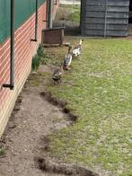 Eieren loopeenden te koop, Geslacht onbekend, Geit