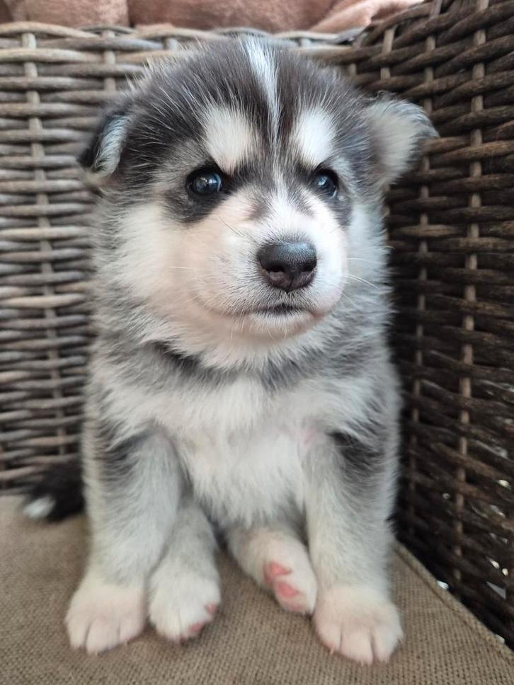 Pomsky pups 🩵  Mogen eind december verhuizen, Dieren en Toebehoren, Honden | Poolhonden, Keeshonden en Oertypen, Meerdere dieren