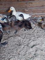 Carolina eenden, Dieren en Toebehoren, Pluimvee, Meerdere dieren, Eend