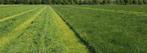 gezocht! grasland of maisland te huur, Dieren en Toebehoren, Stalling en Weidegang