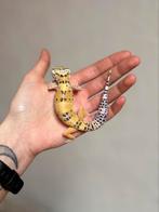 Wildkleur luipaardgekko man, Hagedis, Tam, 0 tot 2 jaar