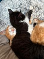 kittens te koop, Dieren en Toebehoren, Katten en Kittens | Overige Katten, Poes