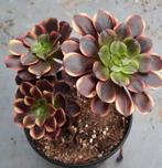 Aeonium Super Bang, Vetplant, Minder dan 100 cm, Groene kamerplant, Halfschaduw