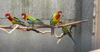 Pracht Rosella ‘s, Geslacht onbekend, Parkiet, Geringd