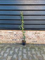 Clematis wilde Kamperfoelie Lonicera periclymenum 🌿, Tuin en Terras, Ophalen, Overige soorten, Minder dan 100 cm