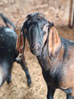 2 nubische bokken te koop., Dieren en Toebehoren, Schapen, Geiten en Varkens, Geit, 0 tot 2 jaar
