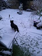 Honden oppas, Februari, Geslacht onbekend