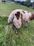 Mooie dekrammen te koop!, Dieren en Toebehoren, Schapen, Geiten en Varkens, Mannelijk, Schaap