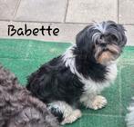 Lieve Shih Tzu teef is op zoek naar personeel!!, Dieren en Toebehoren, 6 jaar of ouder, Overige rassen, CDV (hondenziekte), Teef