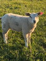Texelaar ooi en ramlam ., Dieren en Toebehoren, Schapen, Geiten en Varkens, Vrouwelijk, Schaap