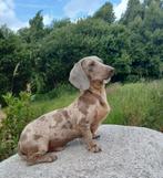Ter dekking aangeboden: ️✨️Schitterende merle teckel️✨️, Dieren en Toebehoren, Honden | Dekreuen, Reu, CDV (hondenziekte), 1 tot 2 jaar