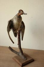 Taxidermie opgezette eend, Ophalen of Verzenden, Gebruikt, Vogel, Opgezet dier