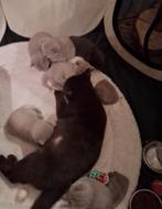 Britskorthaar kittens met stamboom fawn en lilac, Meerdere dieren, Met stamboom