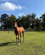 Hengstveulen Mindset VDL x Durango VDL, Dieren en Toebehoren, Gechipt, Niet van toepassing, 0 tot 2 jaar, Hengst