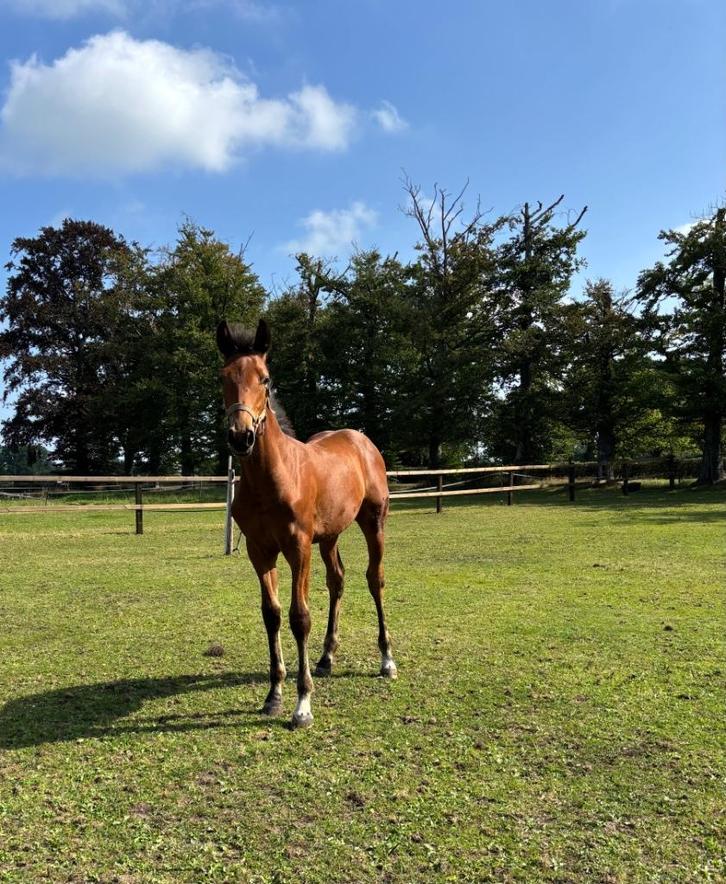 Hengstveulen Mindset VDL x Durango VDL, Dieren en Toebehoren, Paarden, Hengst, Niet van toepassing, 165 tot 170 cm, 0 tot 2 jaar