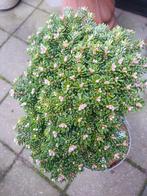 Abies koreana "Silberlocke" C7.5 40CM Stam Dwerg-Den op stam, Tuin en Terras, Overige soorten, Volle zon, Vaste plant, Ophalen of Verzenden