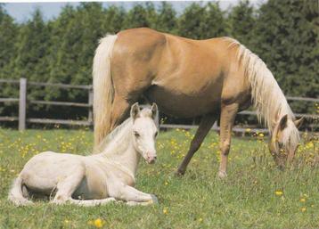2 kaarten met paarden uitgegeven door van Nelle. beschikbaar voor biedingen