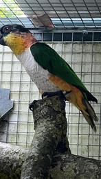 Caique, Dieren en Toebehoren, Vogels | Parkieten en Papegaaien, Geringd