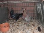 Birmingham rollers koppel in aparte kleur, Dieren en Toebehoren, Vogels | Duiven, Meerdere dieren, Tuimelaar of Roller