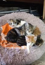 Kittens, Dieren en Toebehoren, Meerdere dieren, Kortharig, 0 tot 2 jaar