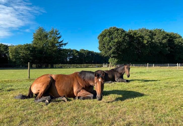 Verzorg(st)er 18+ gezocht Veluwe 2 merries, Diensten en Vakmensen, Dieren | Paarden | Verzorging, Oppas en Les